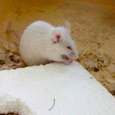 Какой утеплитель не грызут мыши и крысы? - наши лучшие советы